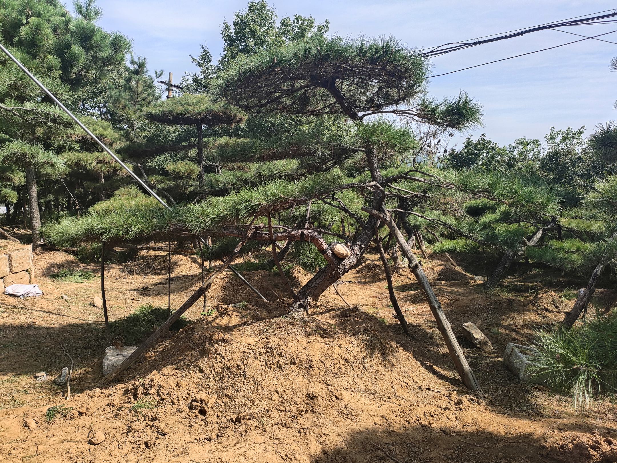 油松盆景造型