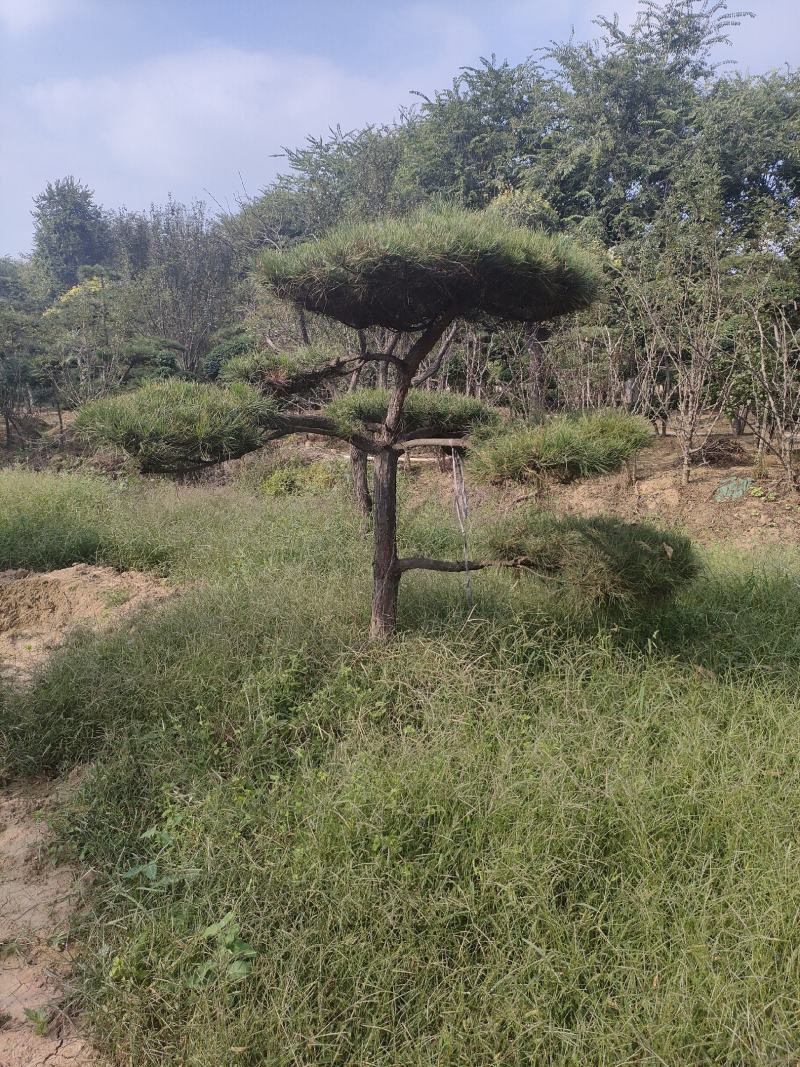 造型松基地，黑松，油松，8-50公分，造型松基地