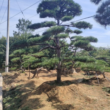 造型松基地，黑松，油松，8-50公分，造型松基地