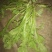 商丘市万吨精品荠菜上市啦，鲜菜或者干菜发货。