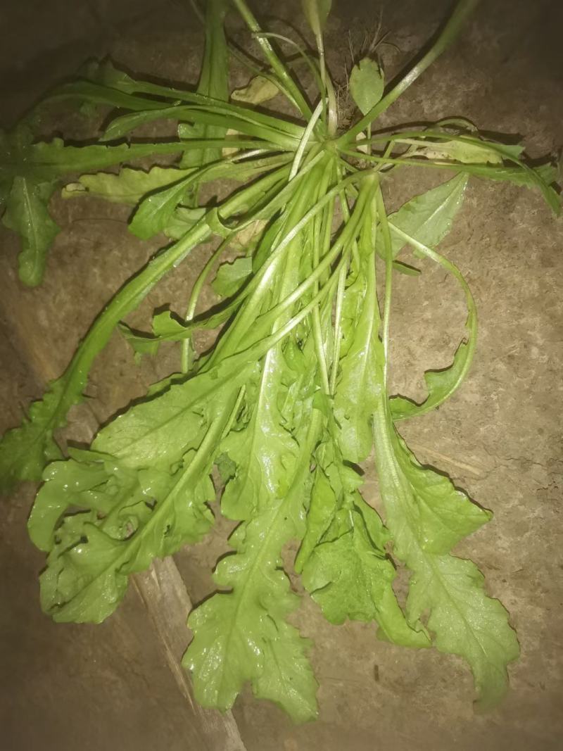 商丘市万吨精品荠菜上市啦，鲜菜或者干菜发货。