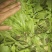 商丘市万吨精品荠菜上市啦，鲜菜或者干菜发货。