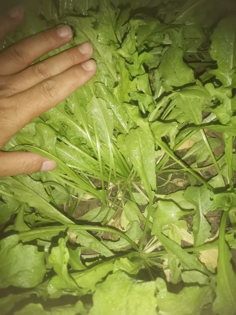 商丘市万吨精品荠菜上市啦，鲜菜或者干菜发货。