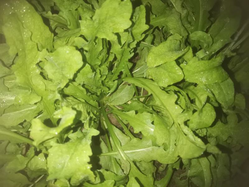 商丘市万吨精品荠菜上市啦，鲜菜或者干菜发货。