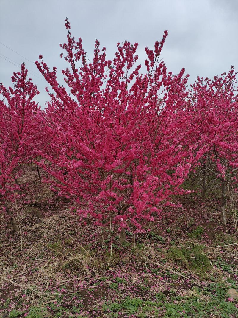 碧桃基地，品种碧桃红叶碧桃。寒红碧桃，菊花碧桃