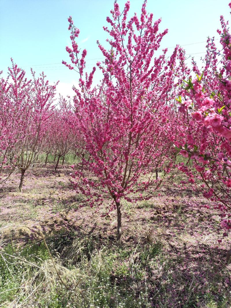 碧桃基地，品种碧桃红叶碧桃。寒红碧桃，菊花碧桃
