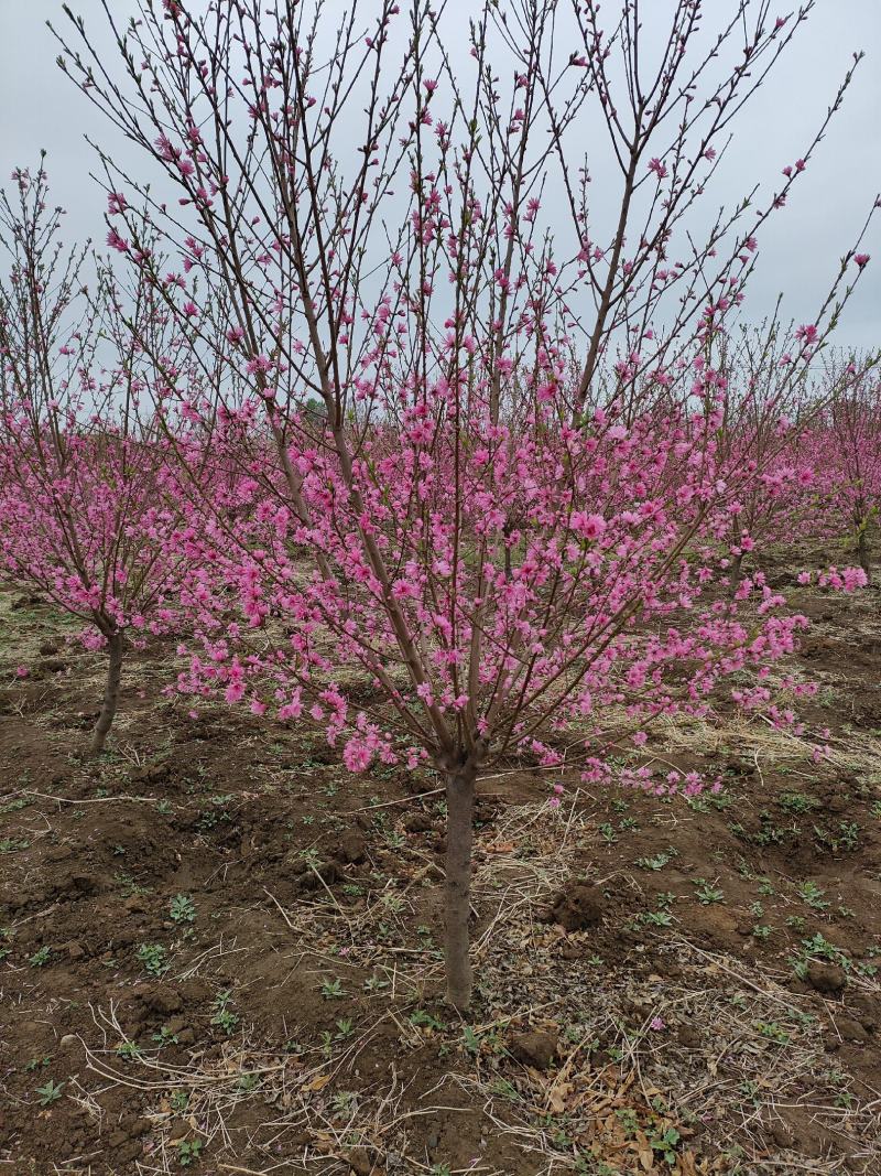 碧桃基地，品种碧桃红叶碧桃。寒红碧桃，菊花碧桃