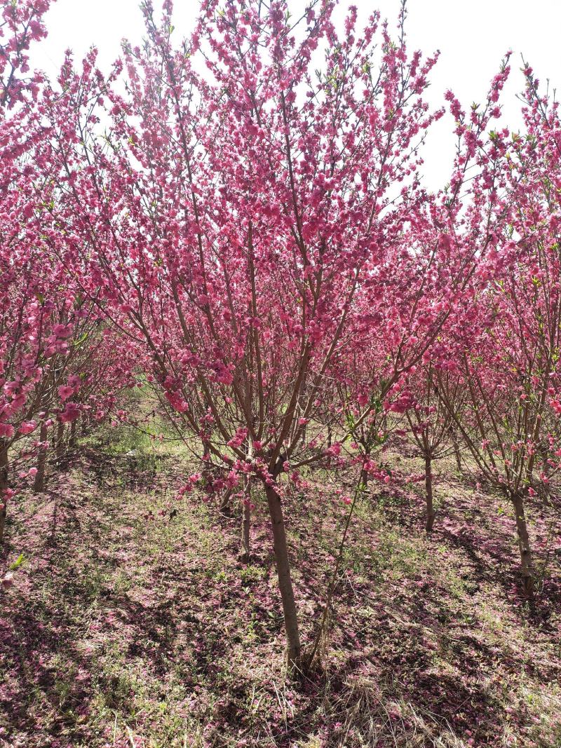 碧桃基地，品种碧桃红叶碧桃。寒红碧桃，菊花碧桃