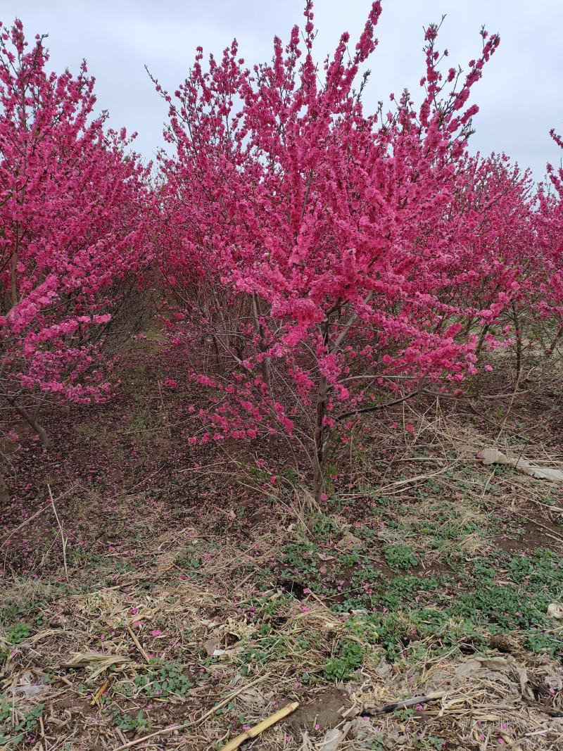 碧桃基地，品种碧桃红叶碧桃。寒红碧桃，菊花碧桃