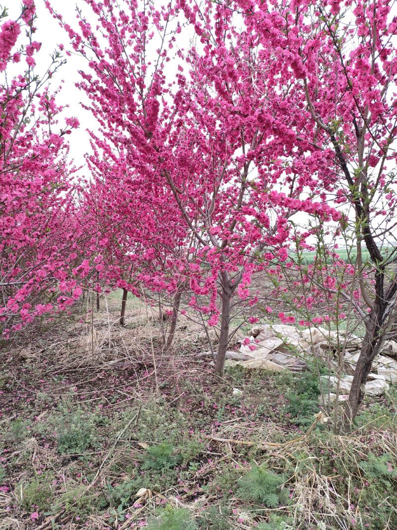 碧桃基地，品种碧桃红叶碧桃。寒红碧桃，菊花碧桃
