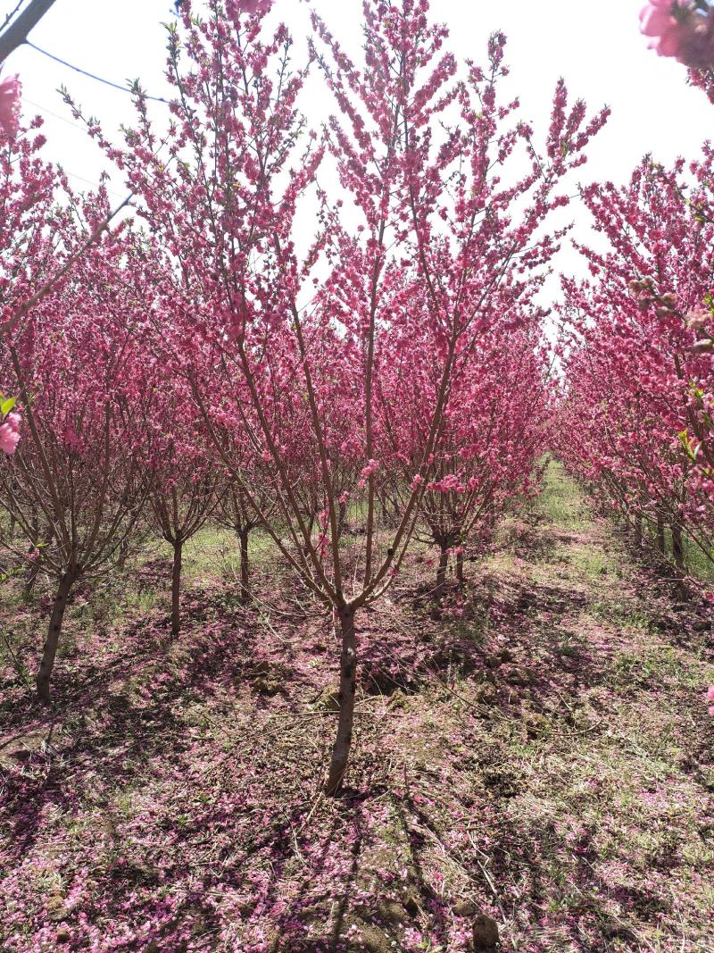 碧桃基地，品种碧桃红叶碧桃。寒红碧桃，菊花碧桃