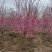 碧桃基地，品种碧桃红叶碧桃。寒红碧桃，菊花碧桃