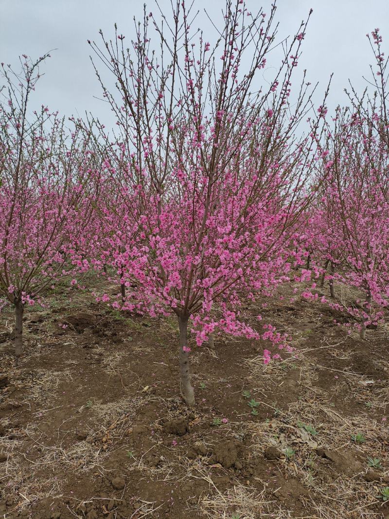 碧桃基地，品种碧桃红叶碧桃。寒红碧桃，菊花碧桃