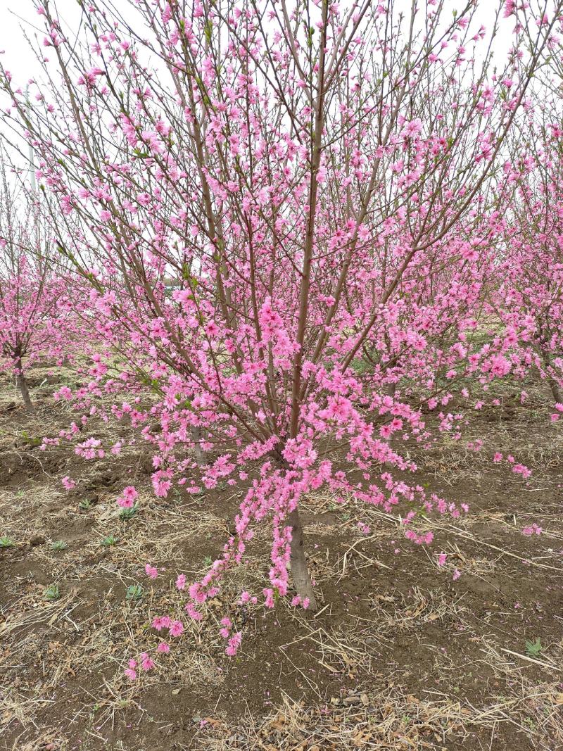 碧桃基地，品种碧桃红叶碧桃。寒红碧桃，菊花碧桃
