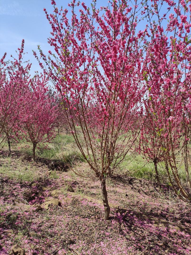 碧桃基地，品种碧桃红叶碧桃。寒红碧桃，菊花碧桃