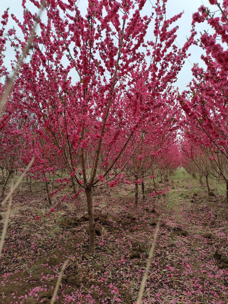 碧桃基地，品种碧桃红叶碧桃。寒红碧桃，菊花碧桃
