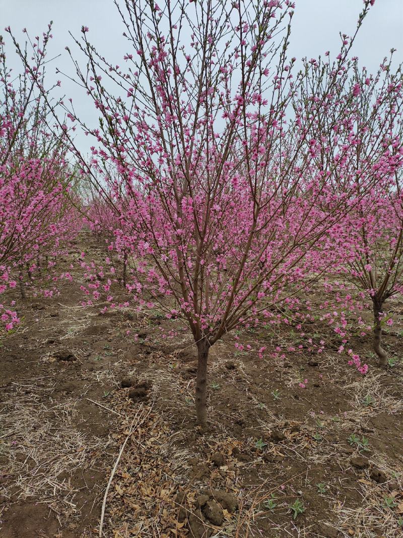 碧桃基地，品种碧桃红叶碧桃。寒红碧桃，菊花碧桃