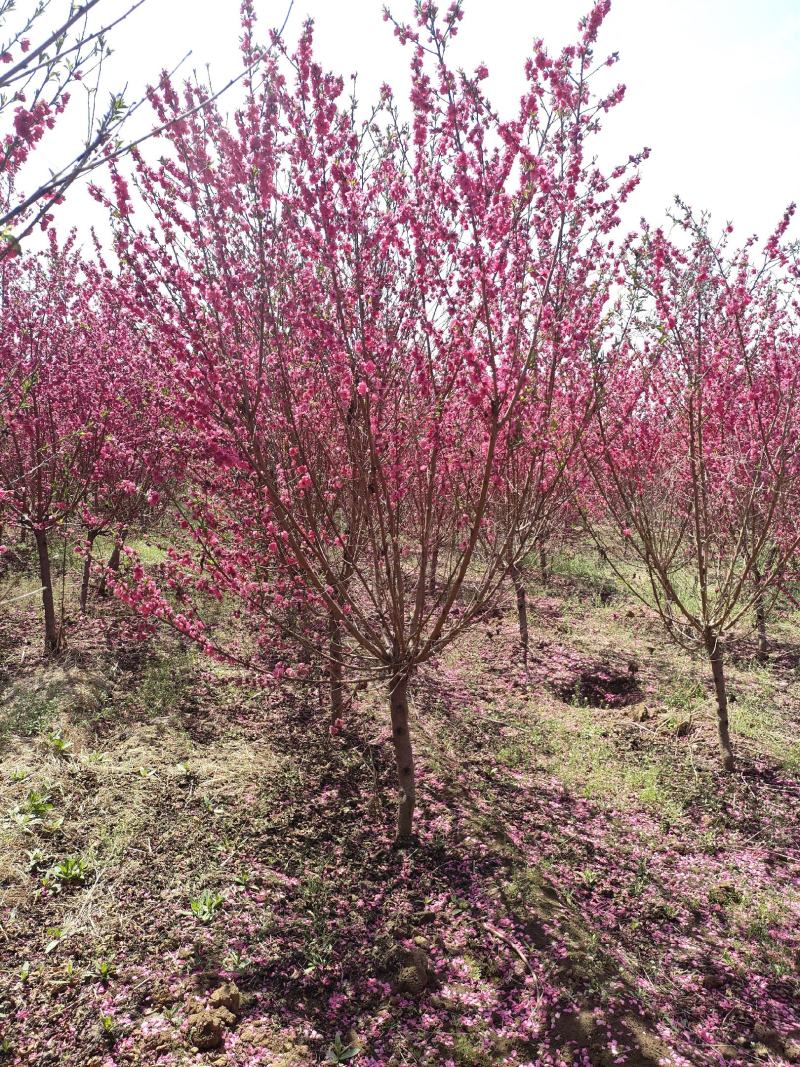 碧桃基地，品种碧桃红叶碧桃。寒红碧桃，菊花碧桃