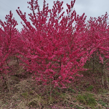 碧桃基地，品种碧桃红叶碧桃。寒红碧桃，菊花碧桃