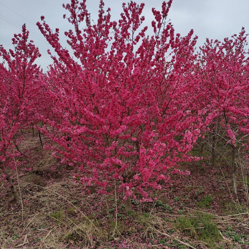 碧桃基地，品种碧桃红叶碧桃。寒红碧桃，菊花碧桃