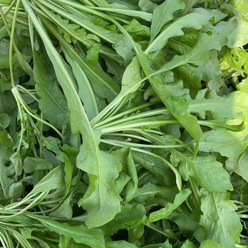 商丘市万吨精品荠菜上市啦，鲜菜或者干菜发货。