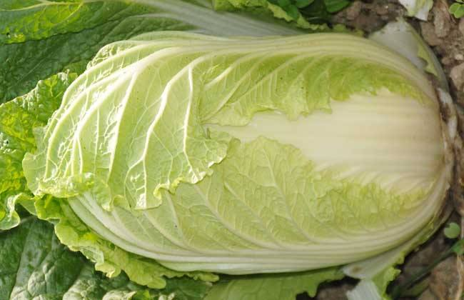 展示黄心白菜内部金黄色叶球的高清特写图片 黄心白菜特写