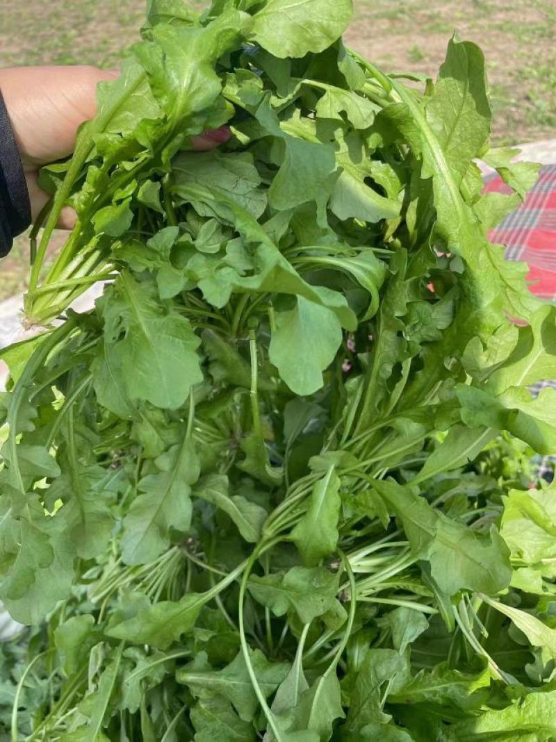 商丘市万吨精品荠菜上市啦，鲜菜或者干菜发货。