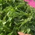 商丘市万吨精品荠菜上市啦，鲜菜或者干菜发货。
