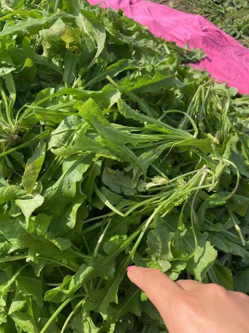 商丘市万吨精品荠菜上市啦，鲜菜或者干菜发货。