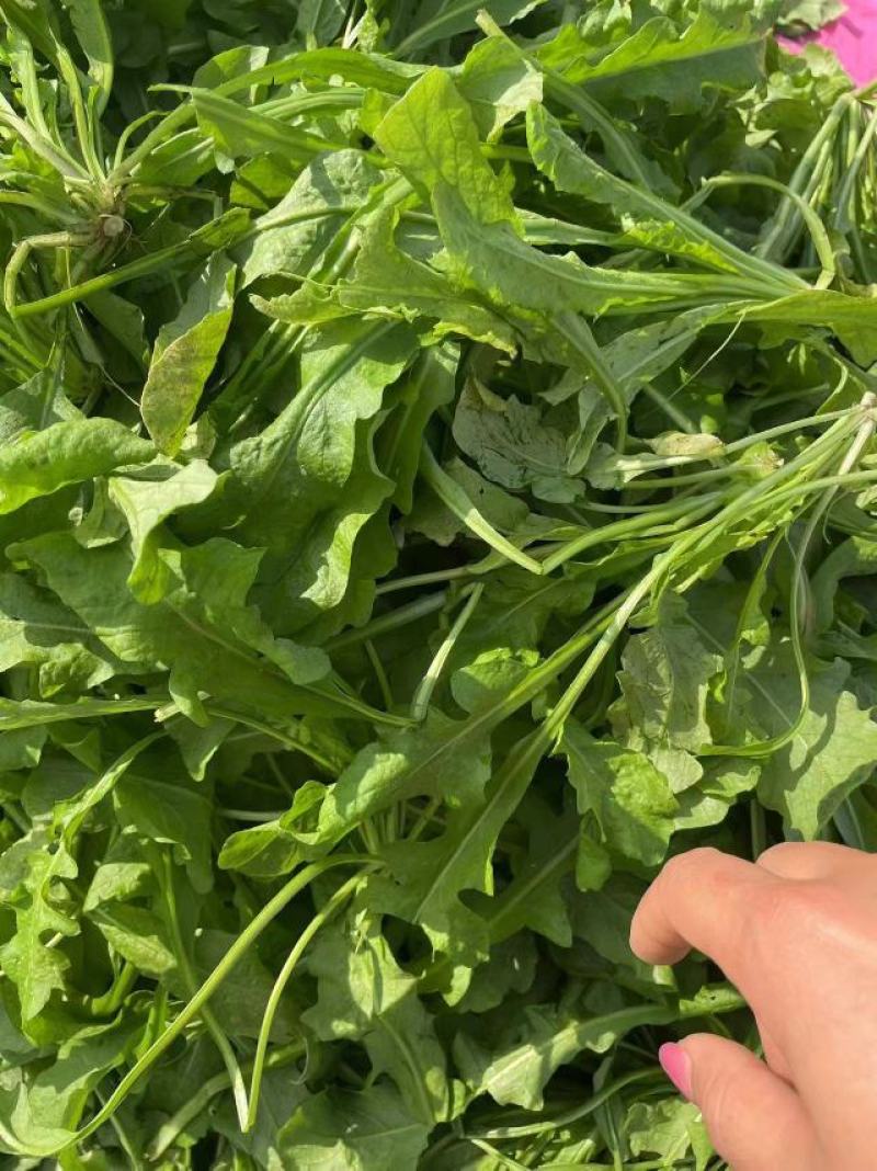 商丘市万吨精品荠菜上市啦，鲜菜或者干菜发货。