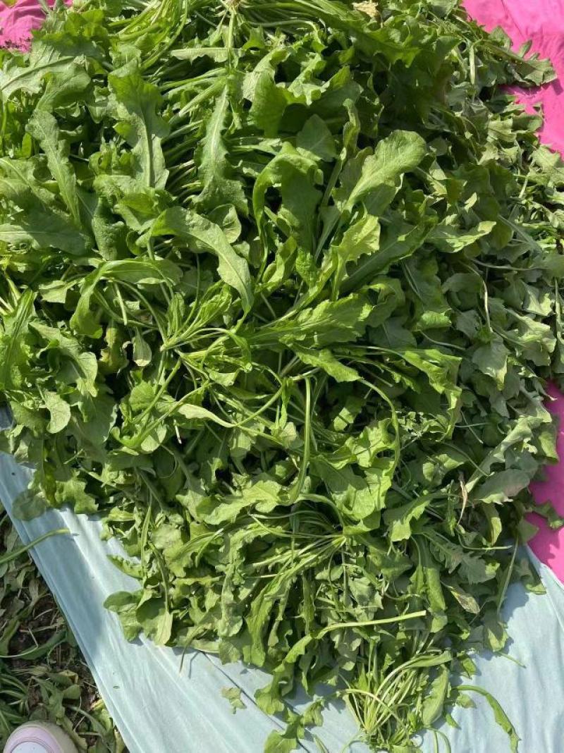 商丘市万吨精品荠菜上市啦，鲜菜或者干菜发货。