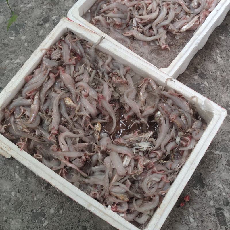 码头直发，现捕龙头鱼