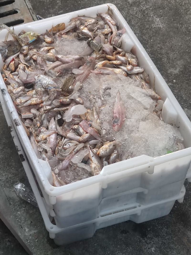 码头直发，现捕龙头鱼
