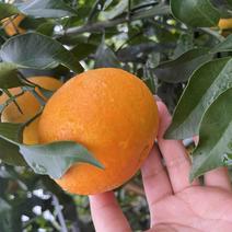 四川橙子，爱媛38果冻橙，产地直销零售批发量大