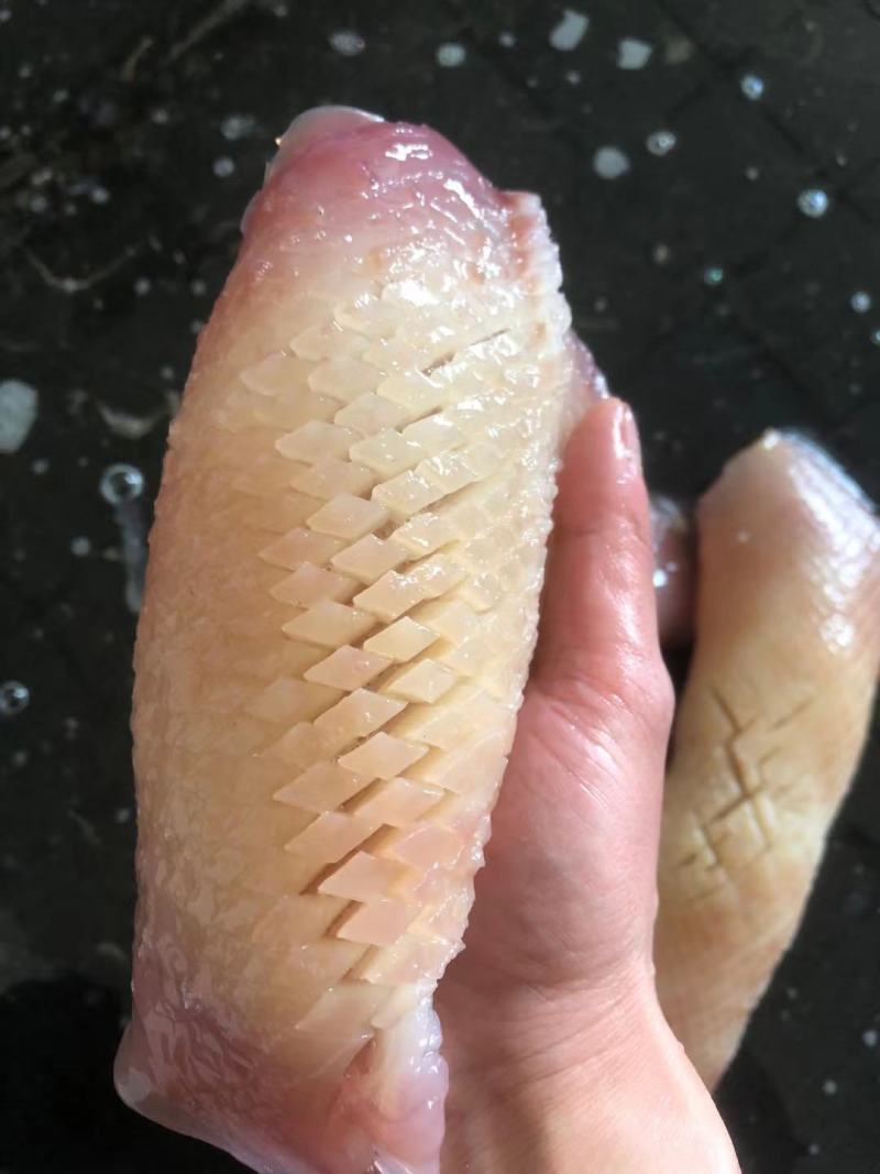 水发大鱿鱼须鱿鱼乌贼完整鱿鱼鱿鱼须新鲜大鱿鱼批发