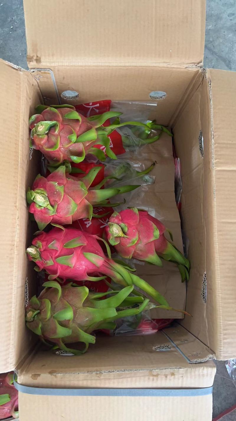 精品火龙果，大量供应全国走货中，品质保证，欢迎采购