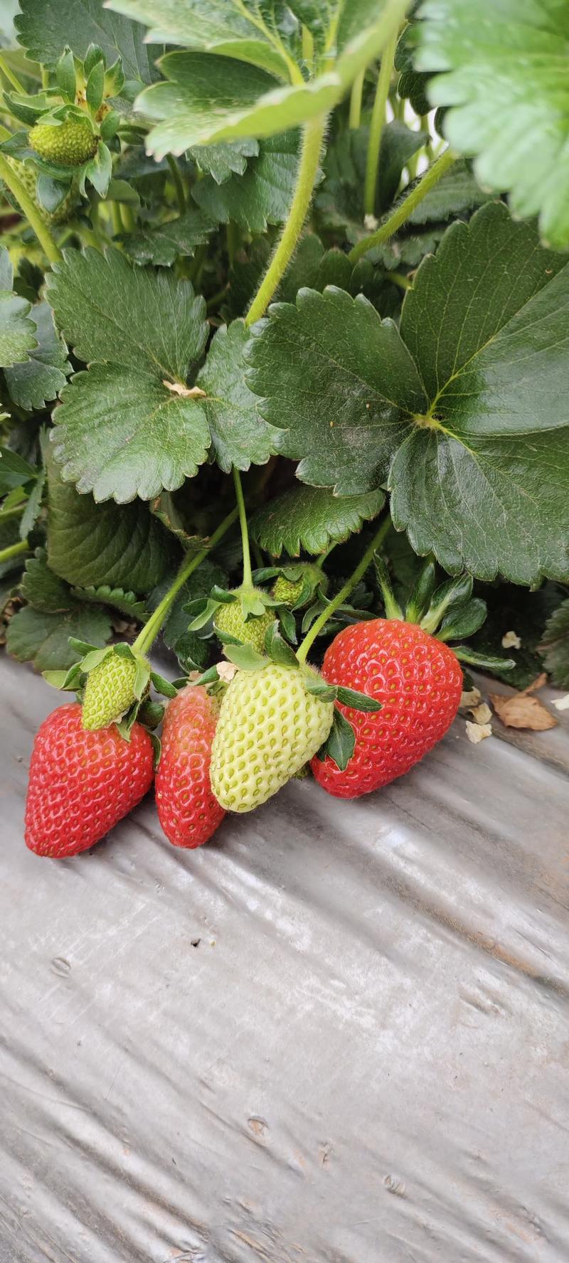 大凉山露天甜草莓产地直发品种齐全货源充足品质保证