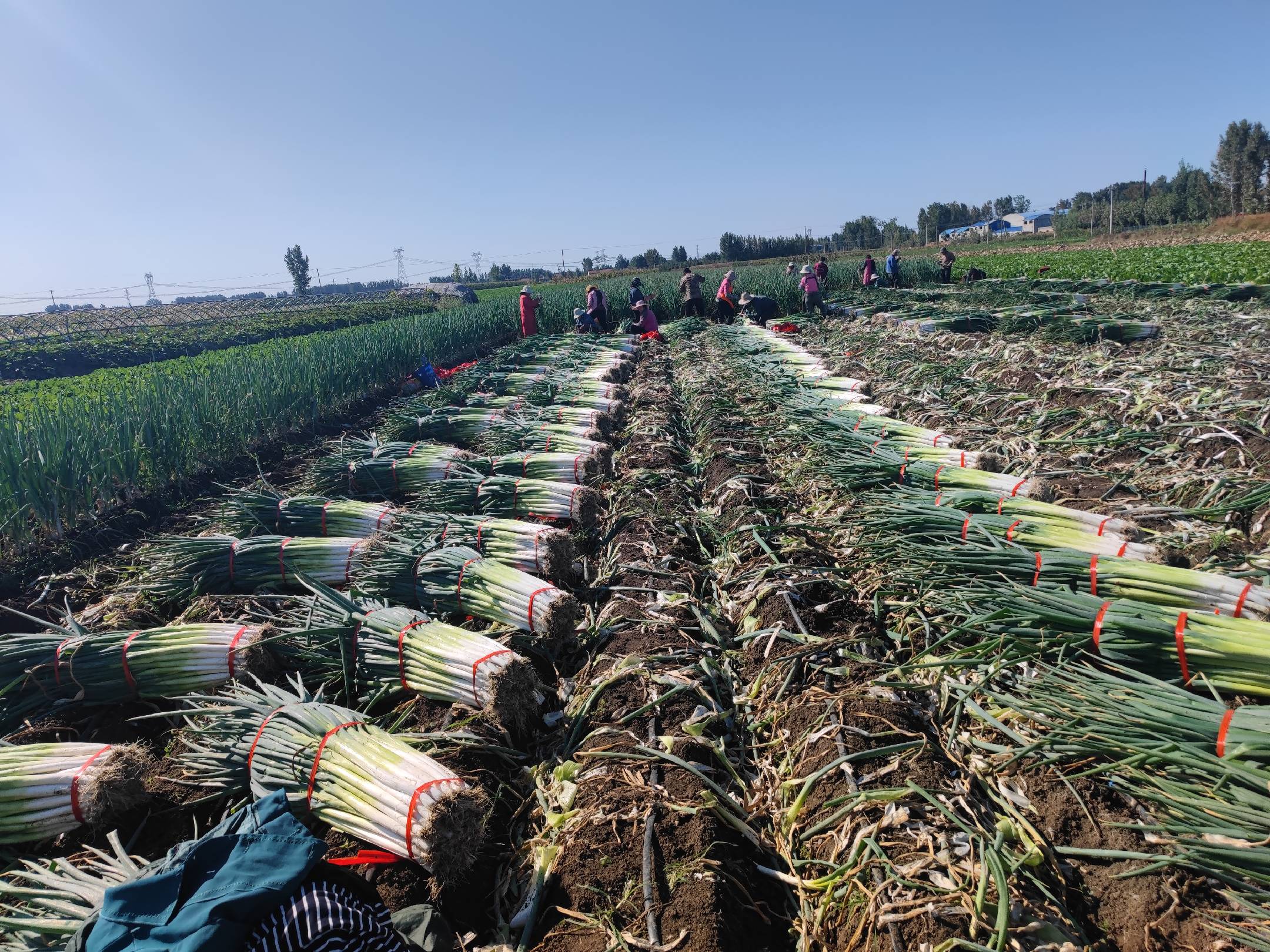 大葱采收现场图