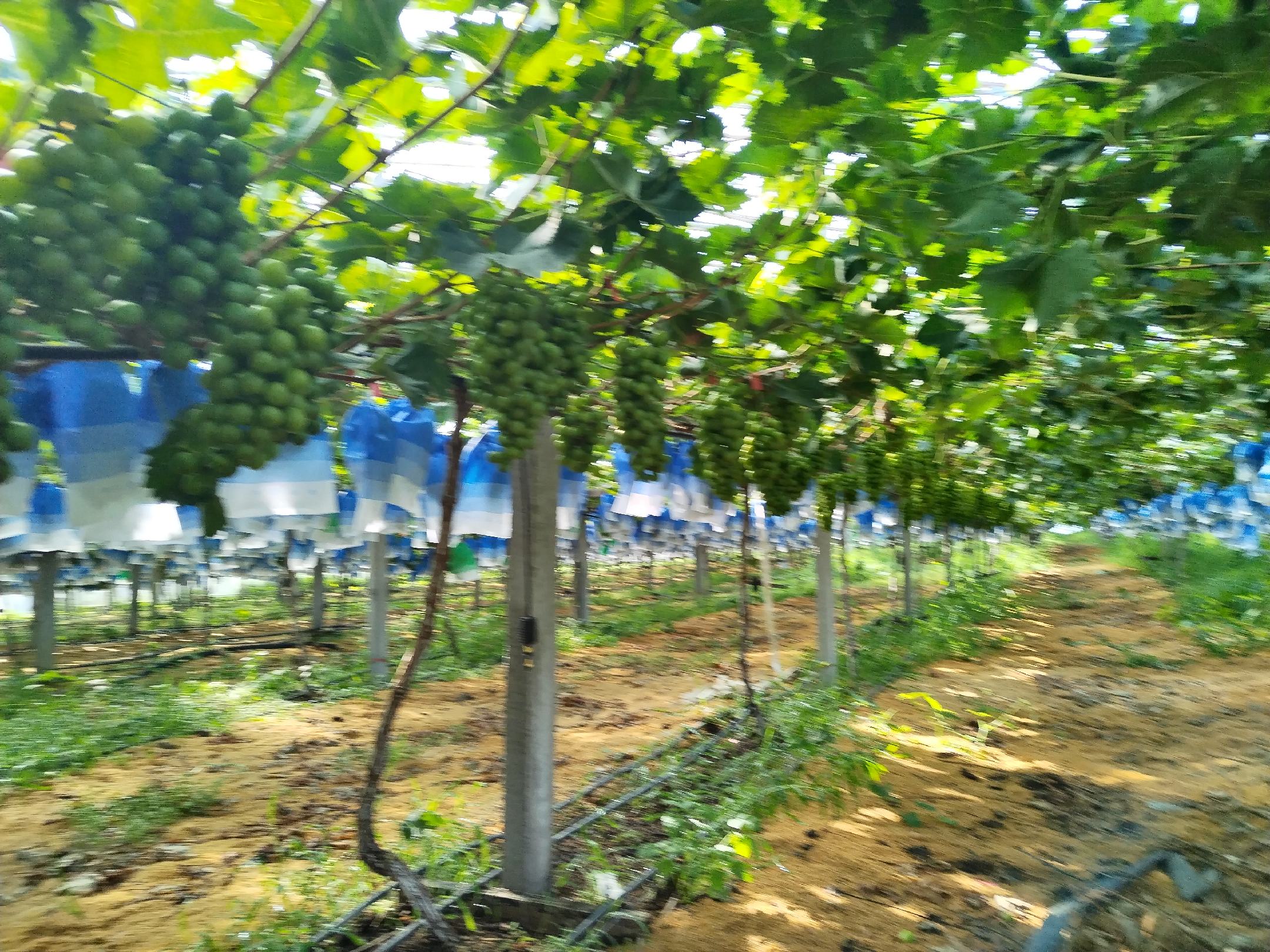 阳光玫瑰葡萄种植园