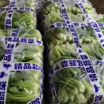 上海青小油菜