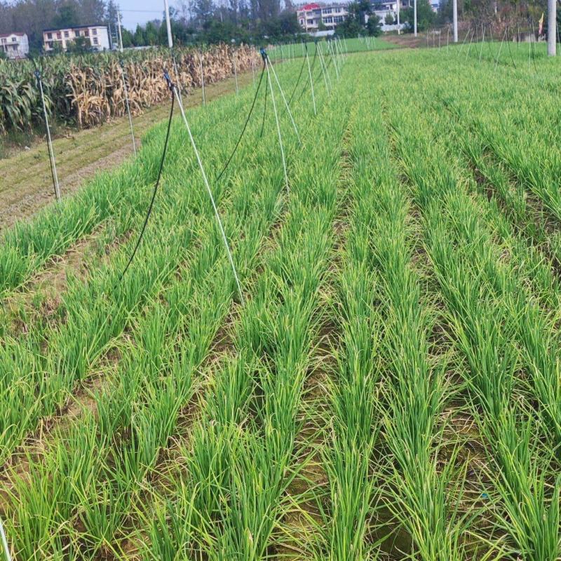 安徽阜阳分葱苗价格面议量大可优惠