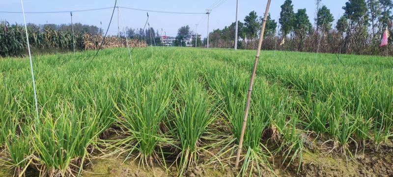 安徽阜阳分葱苗价格面议量大可优惠