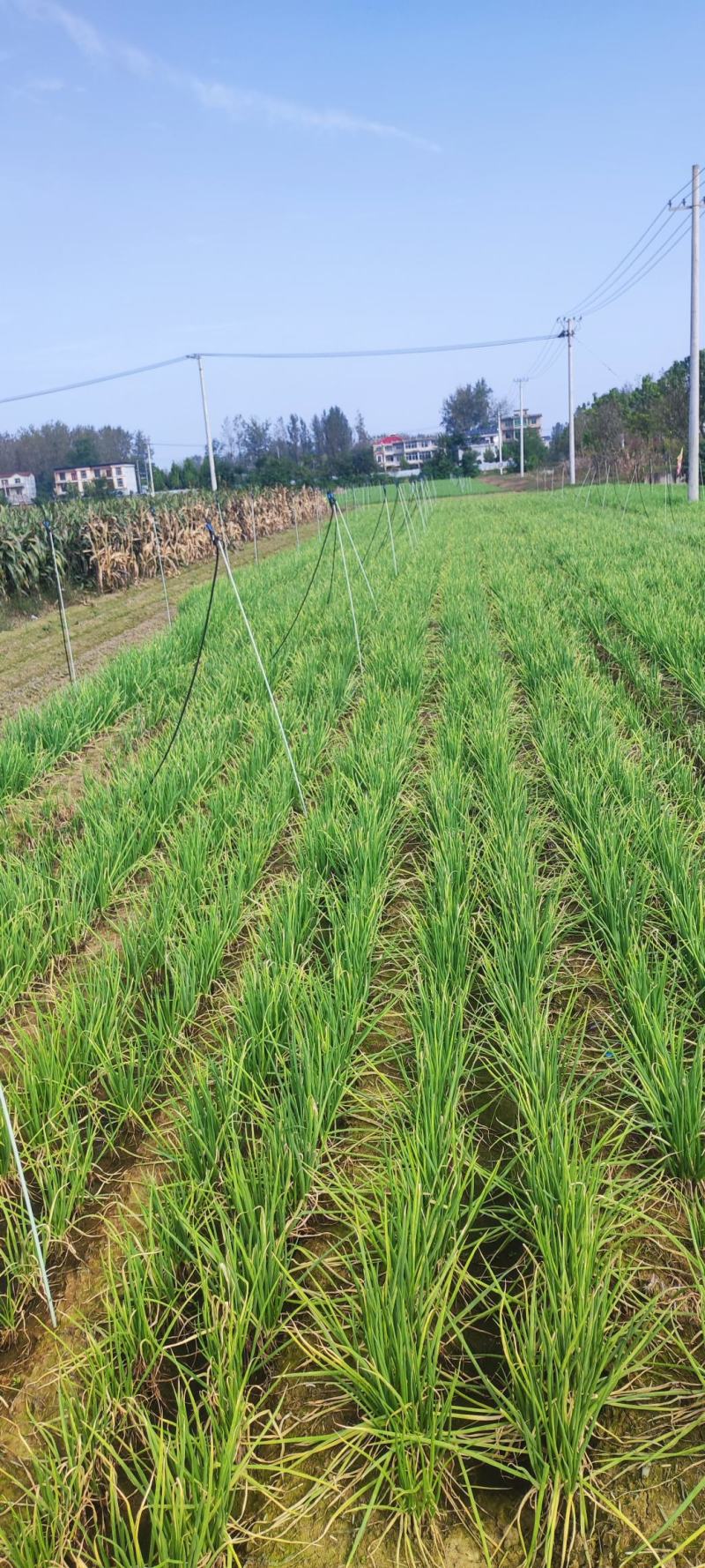 安徽阜阳分葱苗价格面议量大可优惠