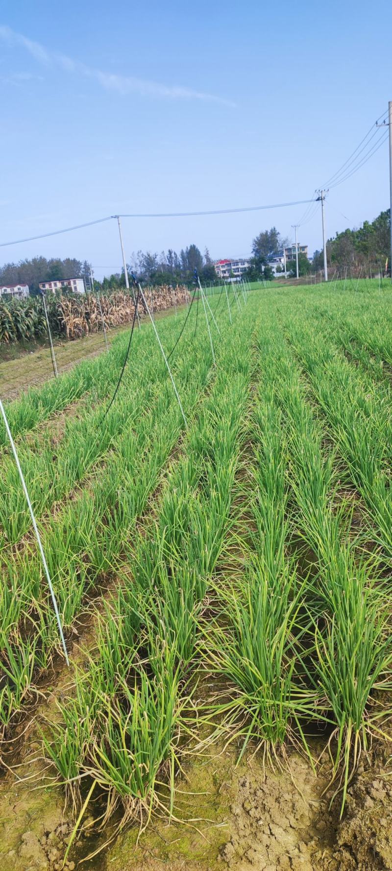 安徽阜阳分葱苗价格面议量大可优惠