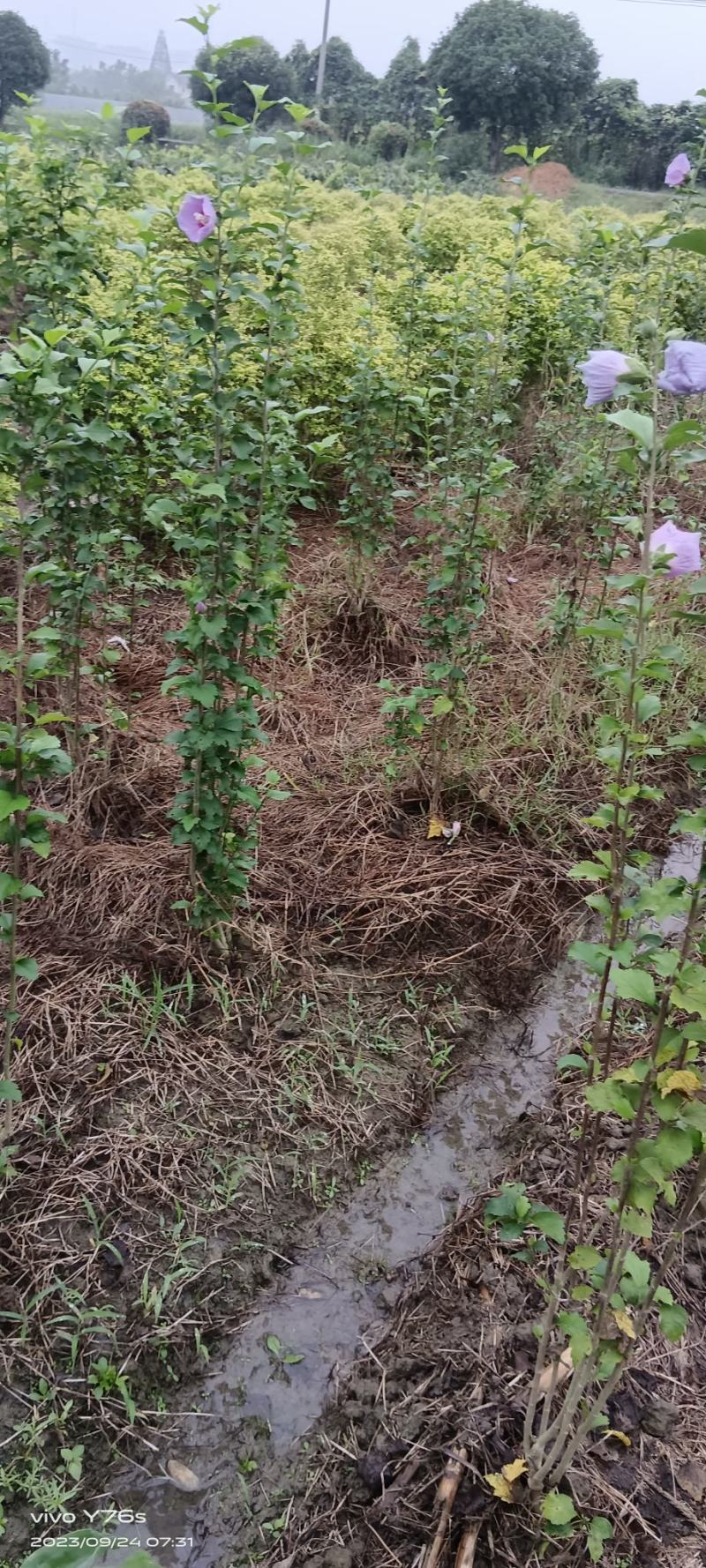 木槿