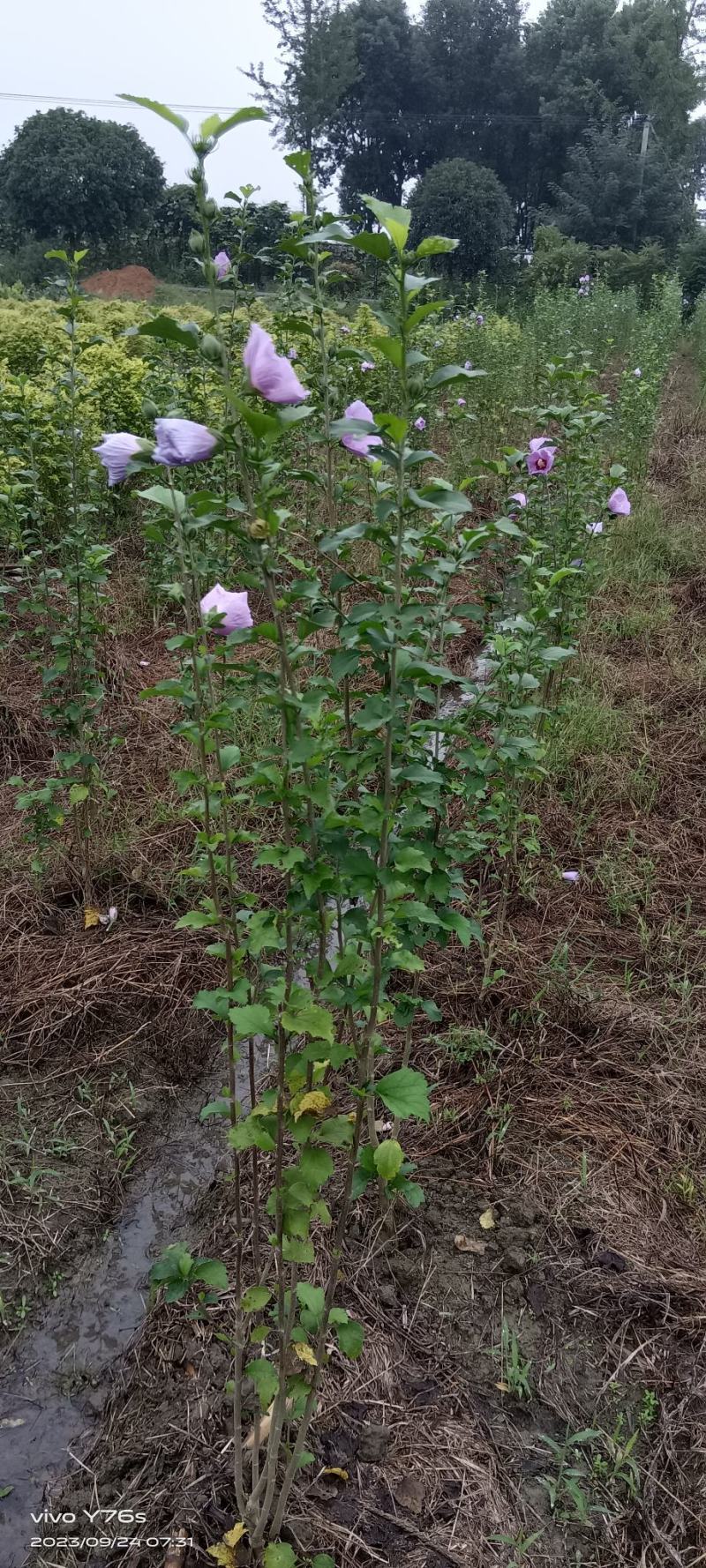 木槿