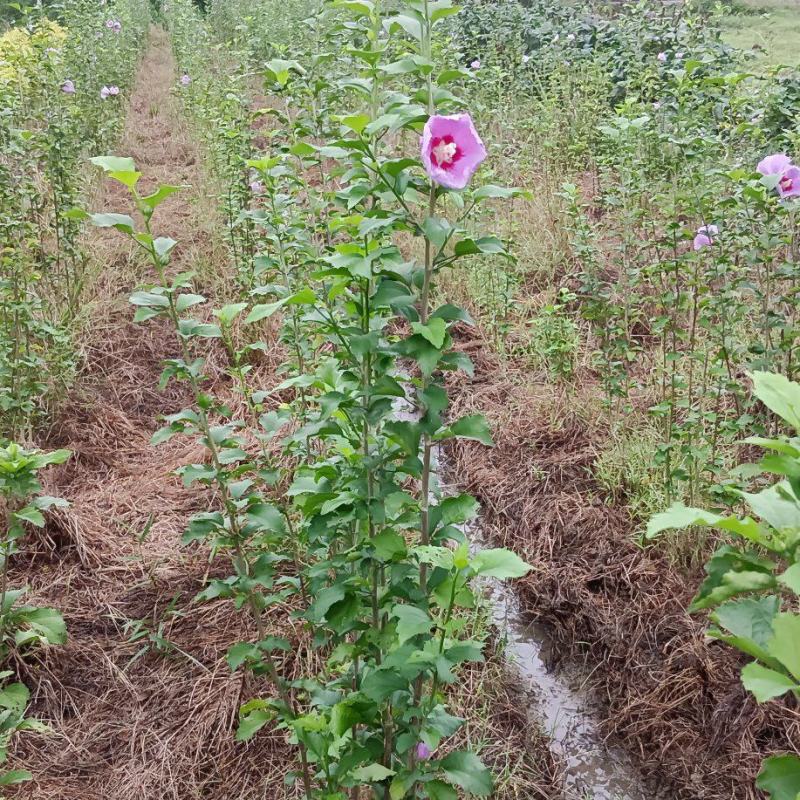 木槿