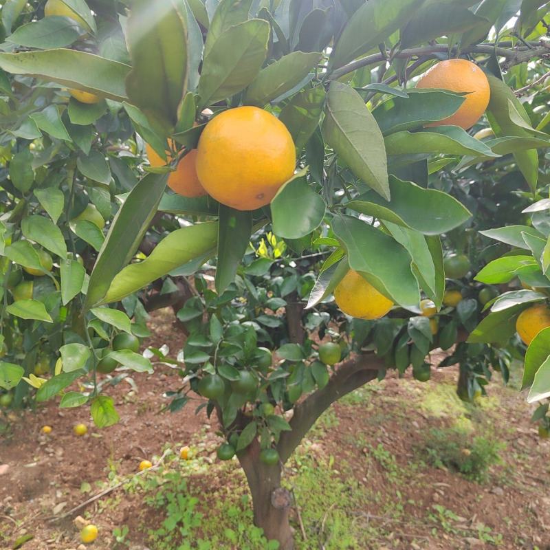【丹江口蜜橘】果实丰满，汁水丰盈，量大从优，进店详谈