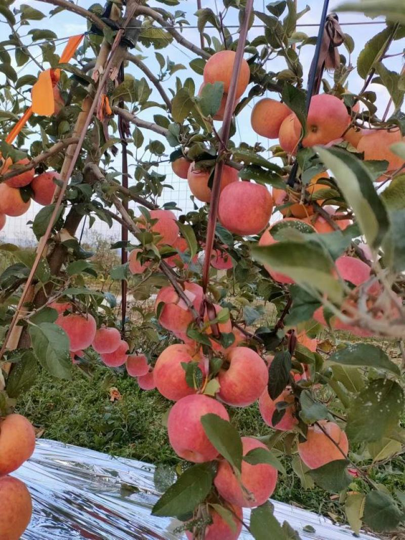 爱妃苹果苹果中的天花板新西兰爱妃