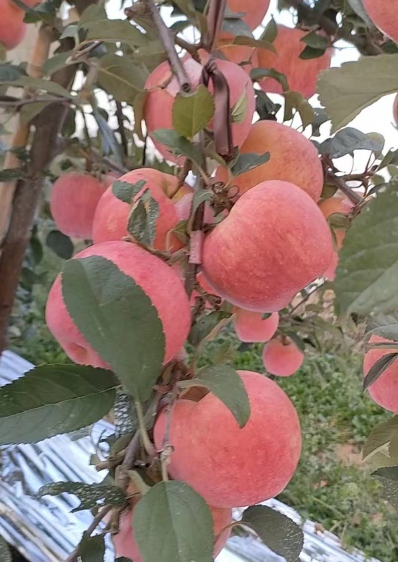 爱妃苹果苹果中的天花板新西兰爱妃